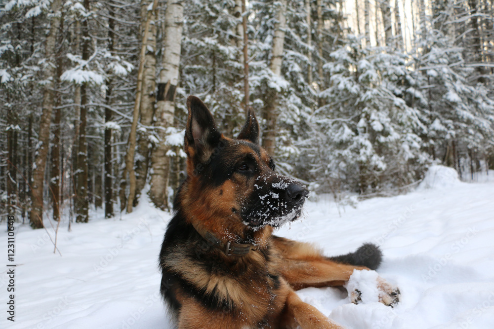 German shepherd dog on snow in winter day German shepherd dog on snow in winter day