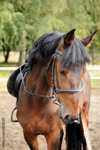 Portrait of a curious quarter horse mare