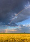 Rainbow in agricultural fields with solitude tree