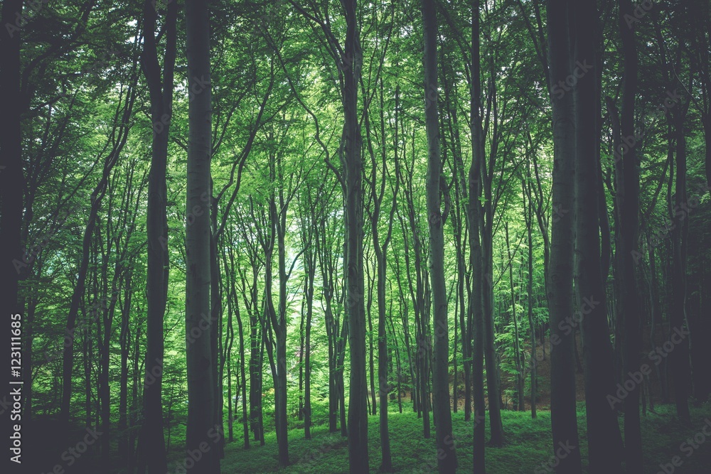 Fototapeta premium Green Forest Background