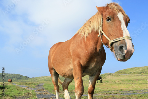 草千里ヶ浜の馬 © kelly marken
