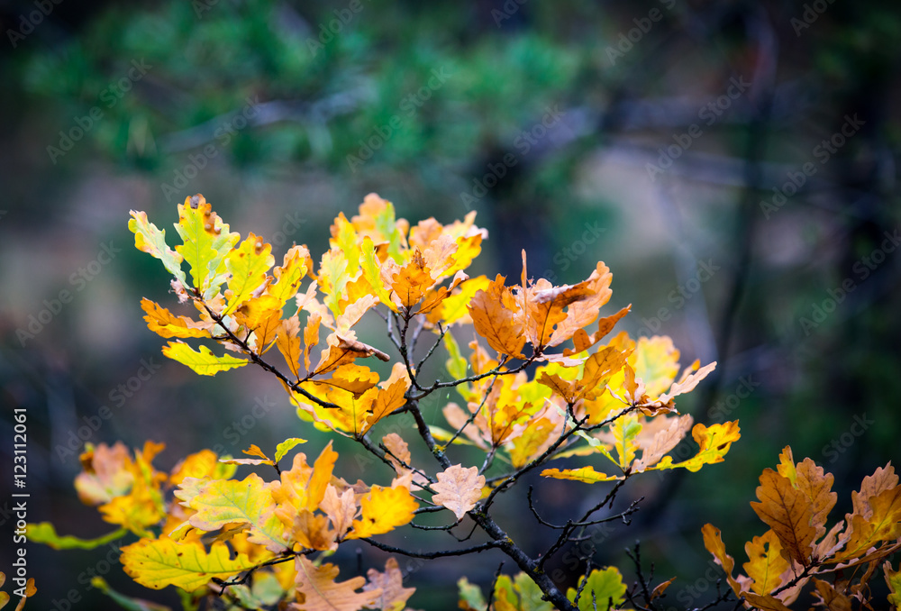 custom made wallpaper toronto digitalabstract autumn brunch