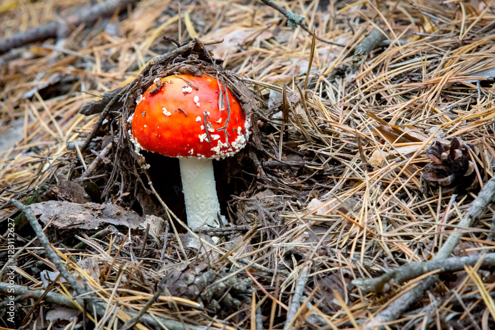 small fly agaric mushroom in forest small fly agaric mushroom in forest