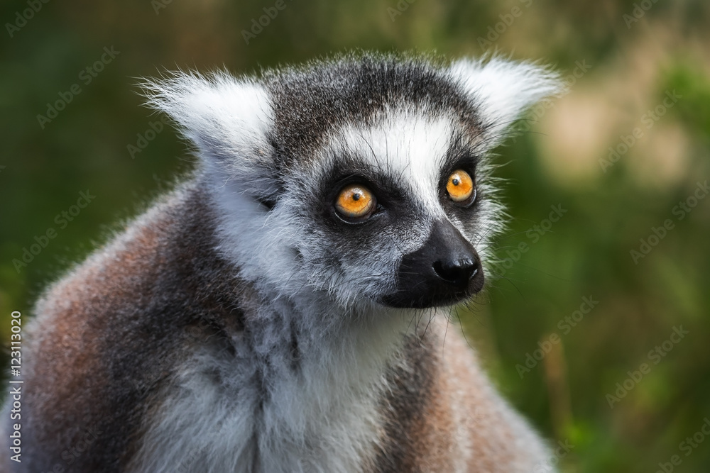 Portrait of young lemur katta (Lemur catta), The Netherlands