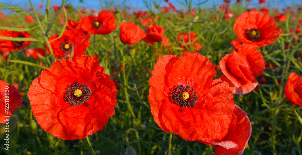 Poppies Poppies