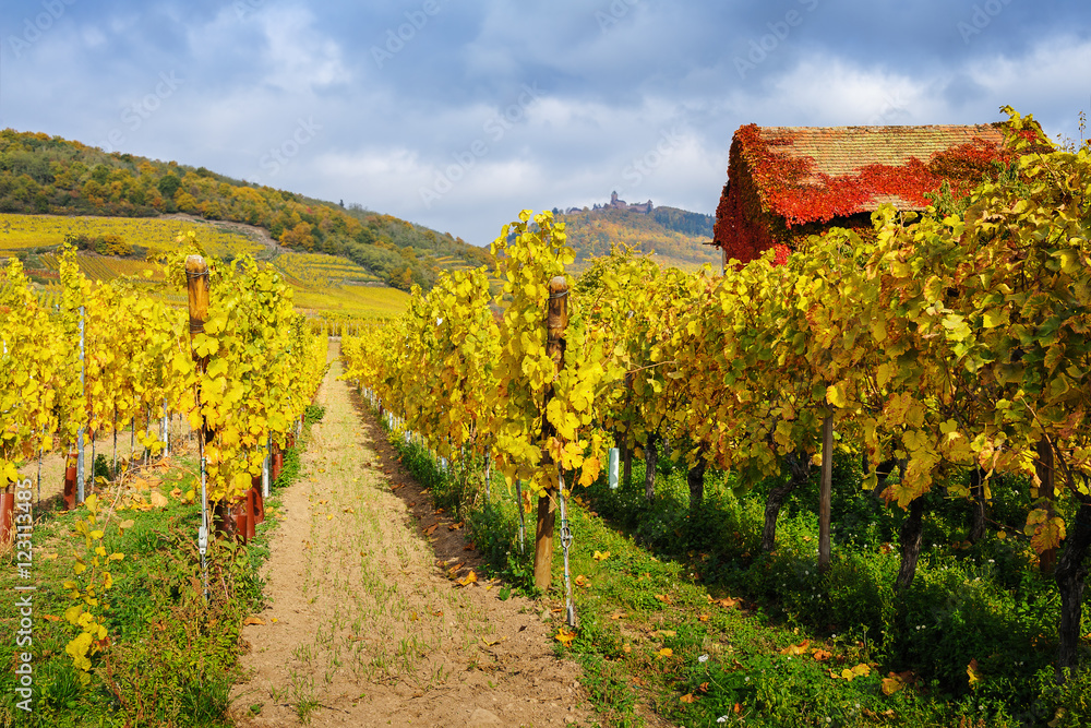 The yellow vines in the vicinity of  St. Hippolyte  in the fall, France