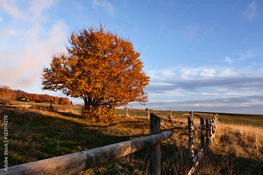 Fototapeta premium Sunset in the park of Monti San Vicino and Canfaito, Italy
