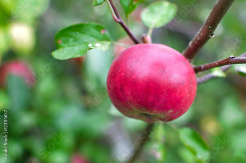 Fresh Red Apples On Apple Tree Branch