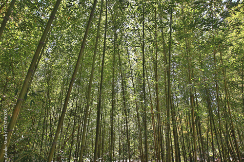 High Bamboo forest,beautiful scenery of bamboo