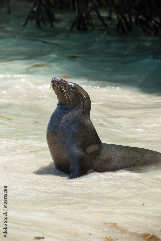 Fototapeta premium ガラパゴスアザラシ