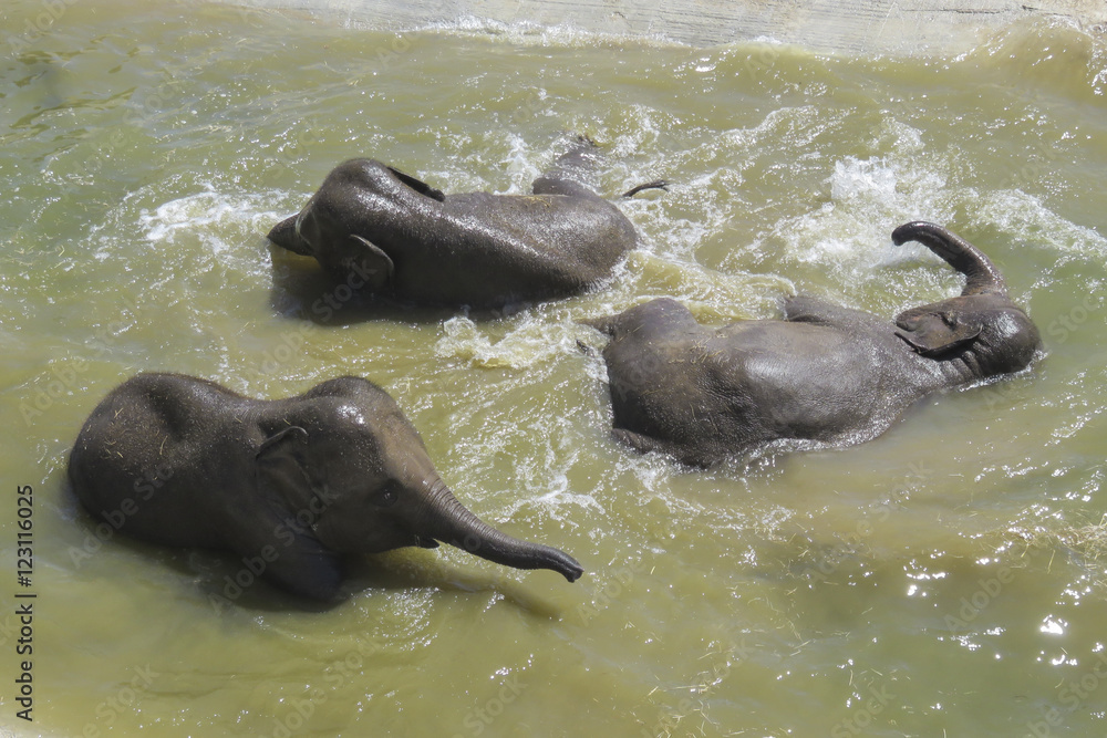 Fototapeta premium Trois éléphant jouant dans l'eau d'un bassin.