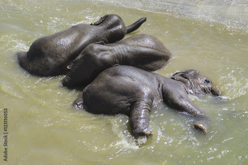 Fototapeta premium Trois éléphant jouant dans l'eau d'un bassin.
