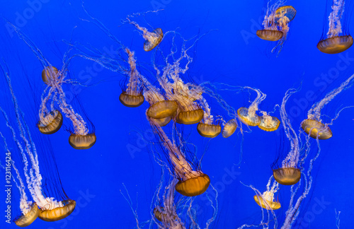 beautiful jelly fishes