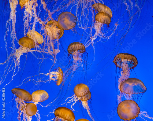 jelly fishes in the deep blue ocean