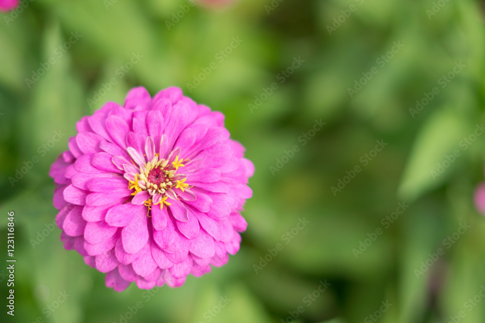 pink zinnia flowers. Beautiful zinnia flowers on green leaf back pink zinnia flowers. Beautiful zinnia flowers on green leaf back
