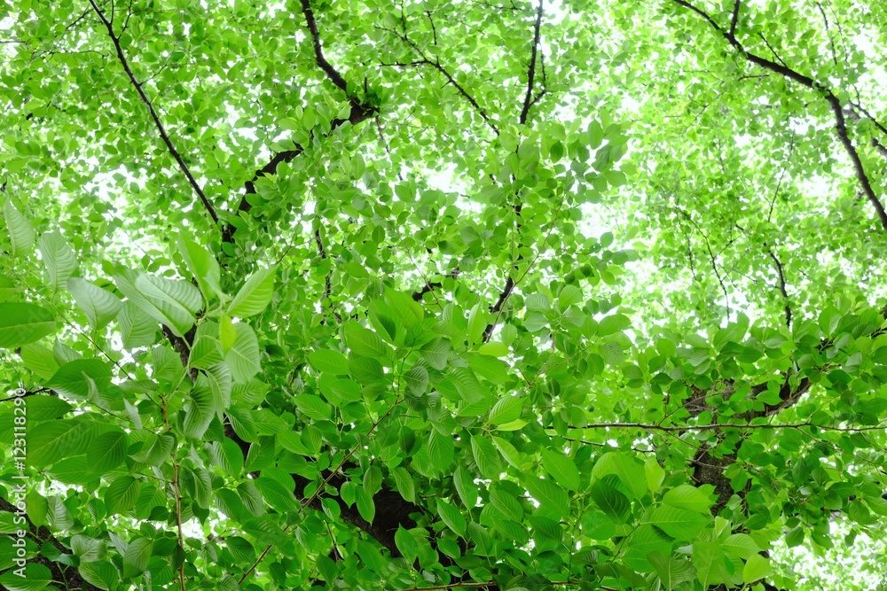 爽やかな緑を見上げて