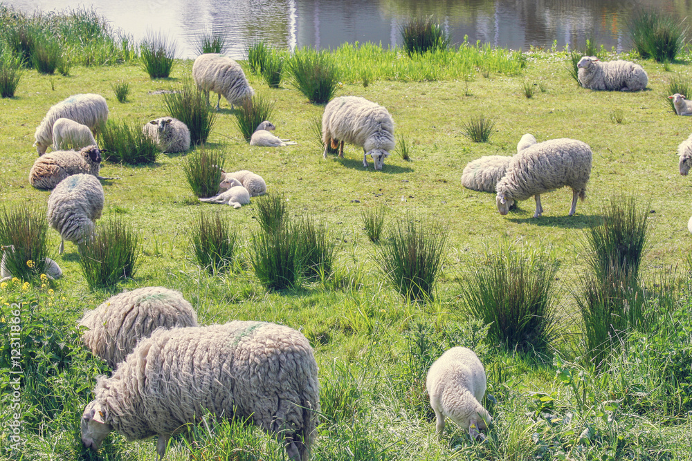 Fototapeta premium Flock of sheep