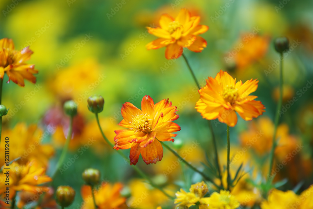 yellow cosmos flower