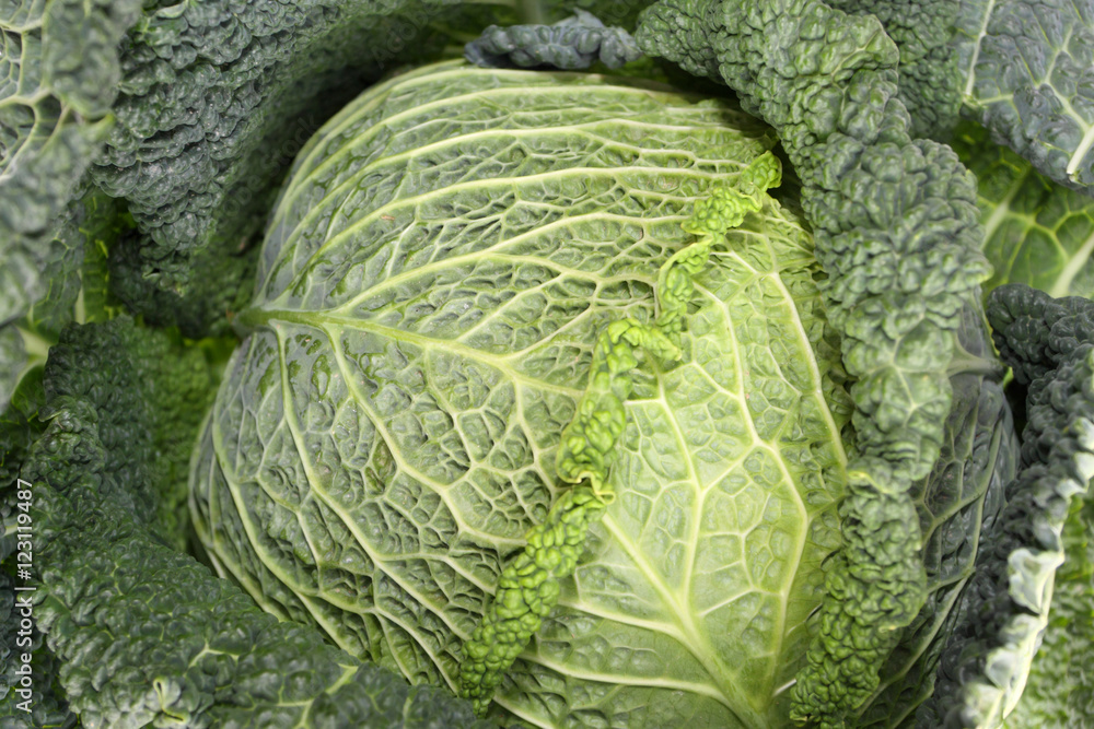 Fototapeta premium Kale or leaf cabbage