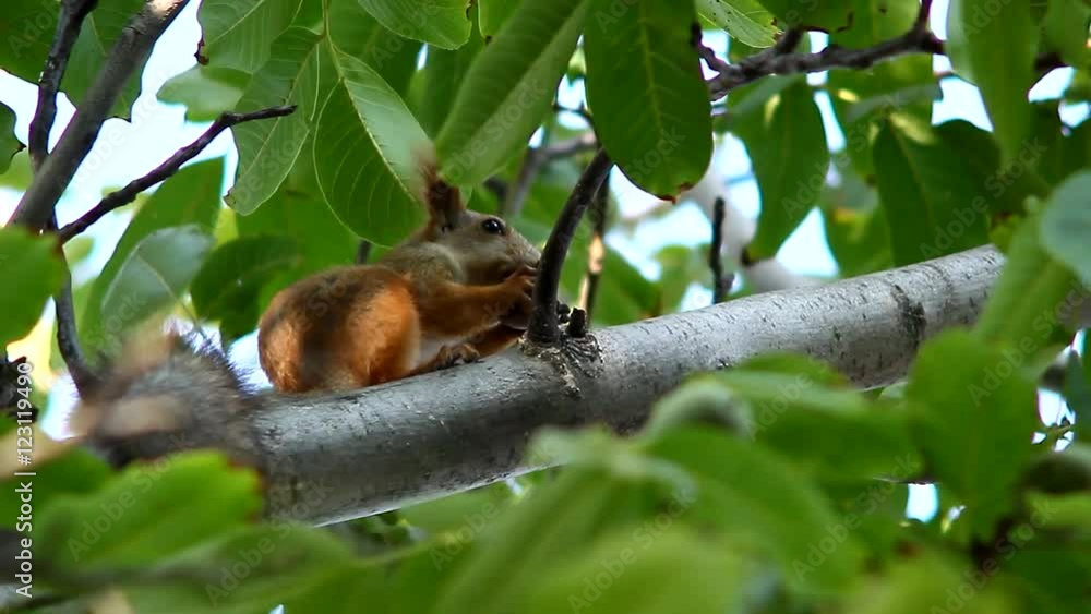 Squirrel on a tree in the forest