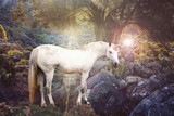 Unicorn realistic photography.