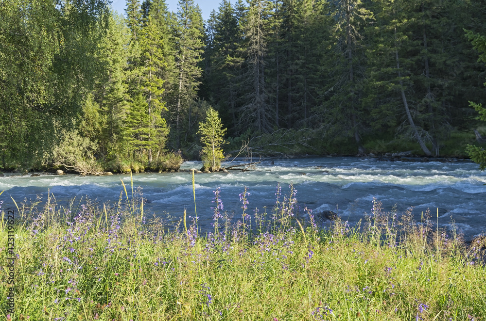 Wildflowers on the shore of a mountain river. Altai Mountains, R Wildflowers on the shore of a mountain river. Altai Mountains, R
