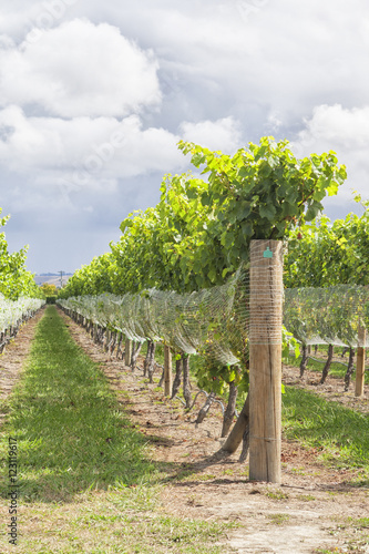 Rows in vineyard photo