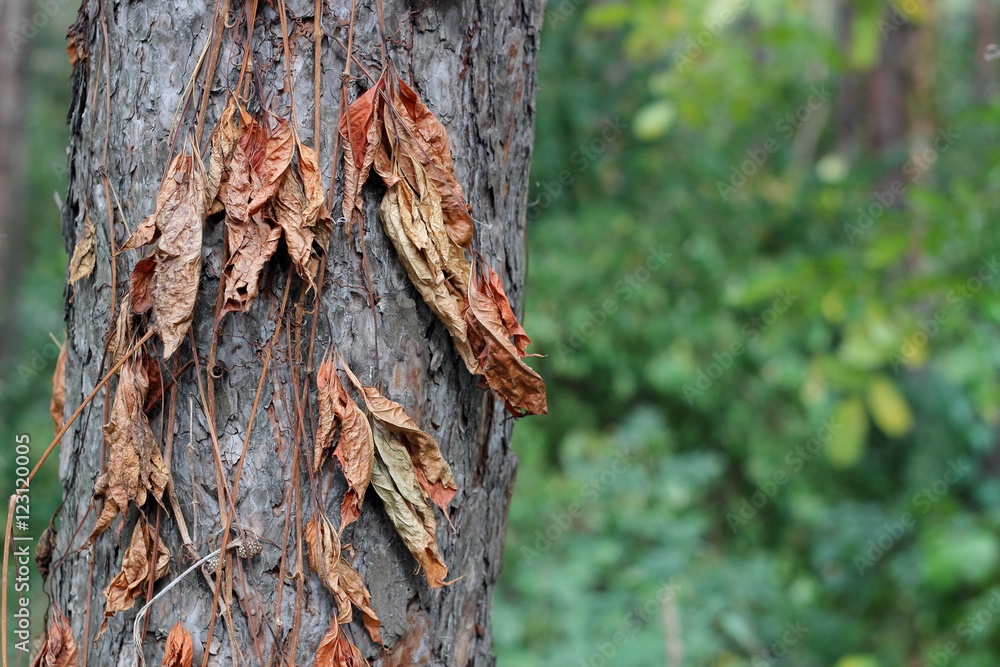 Autumn dried wild grape leaves on a tree trunk Autumn dried wild grape leaves on a tree trunk