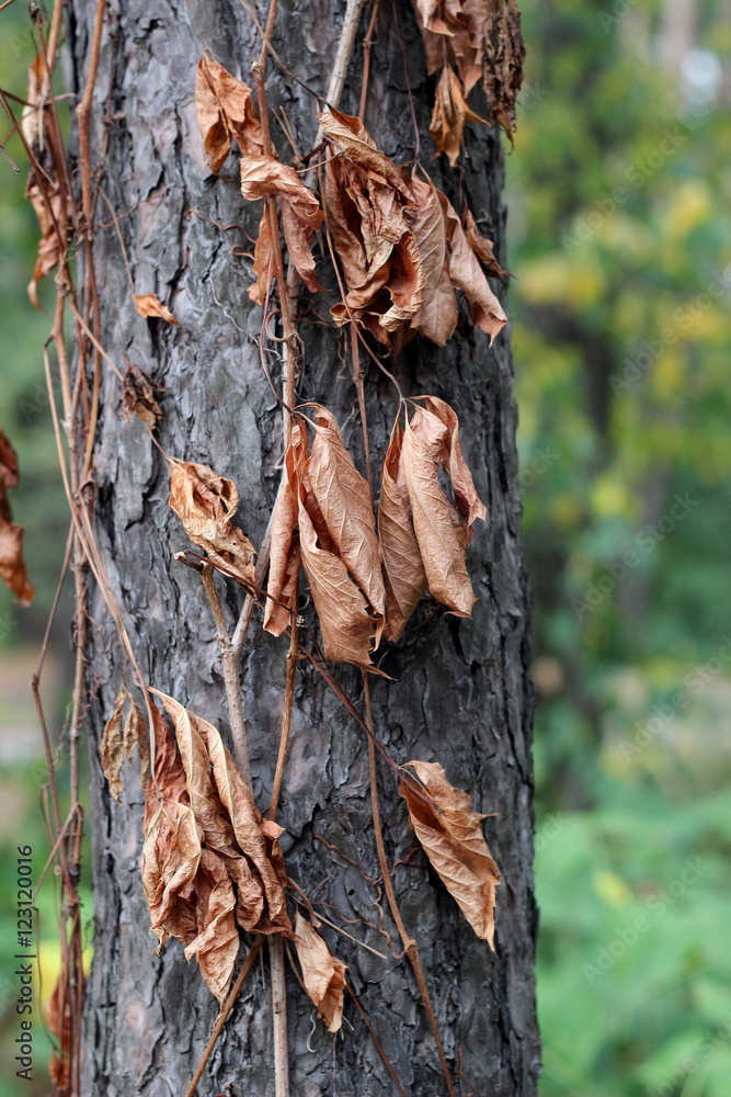 Autumn dried wild grape leaves on a tree trunk