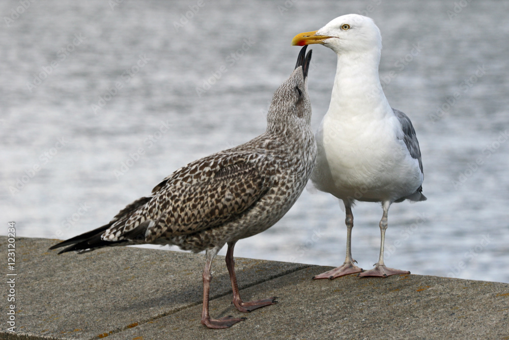 Obraz premium Zwei Möwen