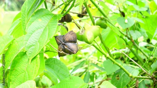 fresh capsule seeds fruit of sacha Inchi peanut, Plukenetia volubilis L.  