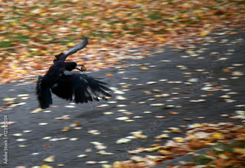 crow carrying nut photo