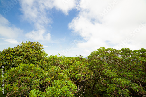 Rainforest in Monteverde cloud forest reserve