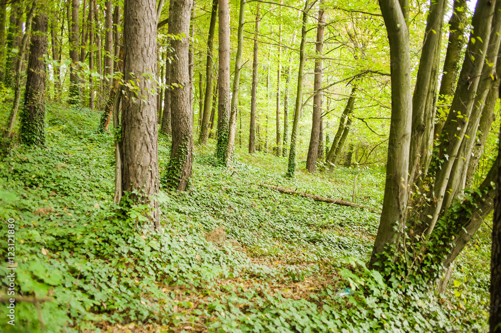 Obraz premium dry leaves cover in the forest