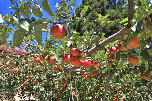 Red apples grow on the branch among the green foliage against the blue sky