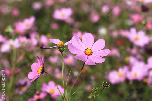 Cosmos flowers,beautiful purple with pink flowers blooming in the garden in autumn,closeup