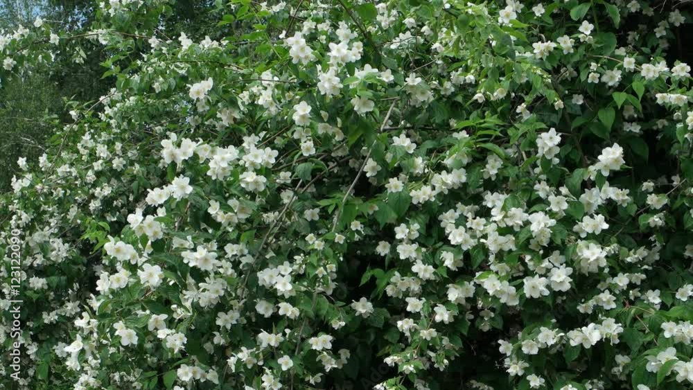 Spring flowering tree and a light breeze Spring flowering tree and a light breeze