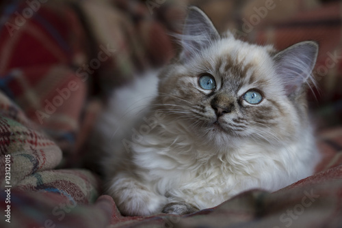 Fototapeta Naklejka Na Ścianę i Meble -  Seal Tabby Ragdoll Kitten