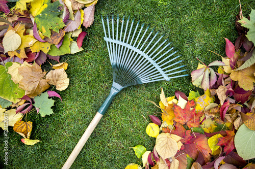 Rake on a wooden stick and Colored  autumn foliage. Collecting grass clippings. Garden tools.