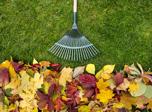 Bild auf Leinwand Rake on a wooden stick and Colored  autumn foliage