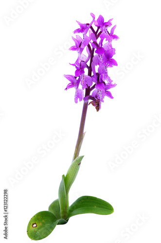 Early purple orchid isolated over white – Orchis mascula