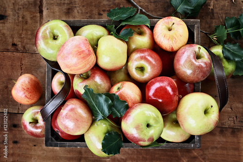 Obraz na plátně Freshly picked bushel of apples in an old vintage wooden crate with leather handles on a rustic wood table shot from overhead