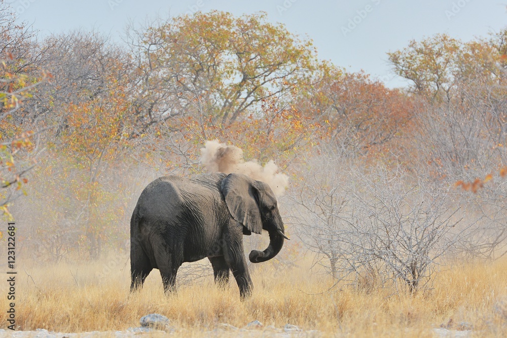 Obraz premium Elefant nimmt ein Staubbad (Etosha Nationalpark)