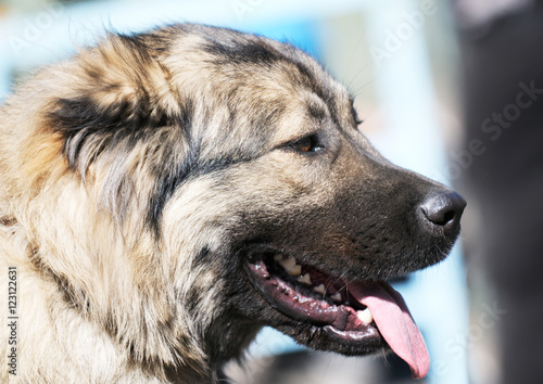 Caucasian Shepherd portrait