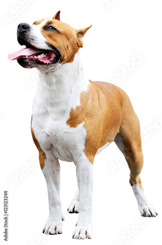 Staffordshire Bull Terrier over white