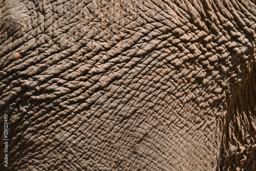 Pattern skin of Asia Elephants in Thailand. 