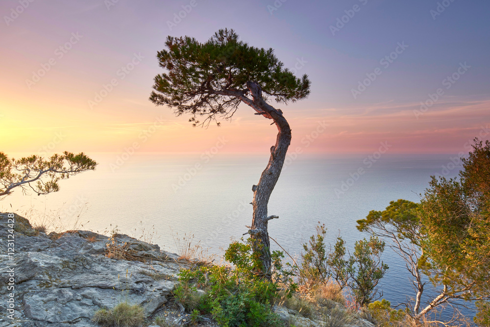 Obraz premium krumme Pinie an Mallorcas felsiger Küste