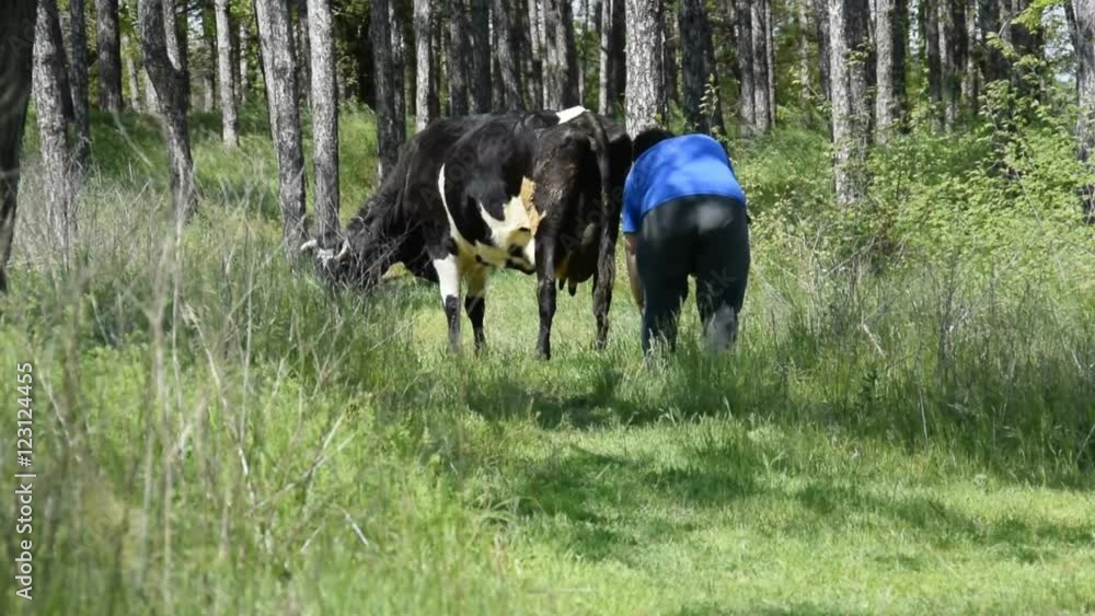The woman and the cow in the meadow. The woman scores a stake in the ground. The woman ties the cow. The trunks of the trees. Green grass. The woman and the cow in the meadow. The woman scores a stake in the ground. The woman ties the cow. The trunks of the trees. Green grass.