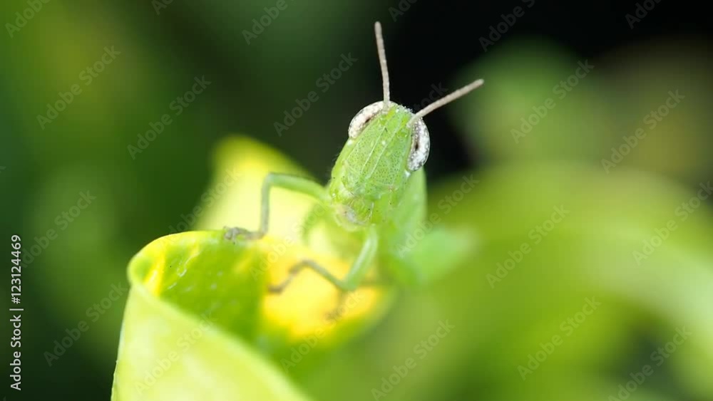 Face of Grasshopper Face of Grasshopper