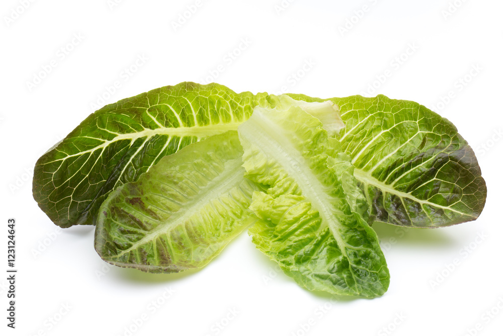 Oak Leaf lettuce isolated on white background. Oak Leaf lettuce isolated on white background.